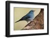 Teide's Blue Chaffinch (Fringilla Teydea) on Tree, Teide Np, Tenerife, Canary Islands, Spain, May-Relanzón-Framed Photographic Print