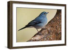 Teide's Blue Chaffinch (Fringilla Teydea) on Tree, Teide Np, Tenerife, Canary Islands, Spain, May-Relanzón-Framed Photographic Print