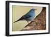 Teide's Blue Chaffinch (Fringilla Teydea) on Tree, Teide Np, Tenerife, Canary Islands, Spain, May-Relanzón-Framed Photographic Print