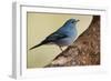 Teide's Blue Chaffinch (Fringilla Teydea) on Tree, Teide Np, Tenerife, Canary Islands, Spain, May-Relanzón-Framed Photographic Print