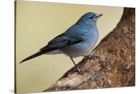 Teide's Blue Chaffinch (Fringilla Teydea) on Tree, Teide Np, Tenerife, Canary Islands, Spain, May-Relanzón-Stretched Canvas