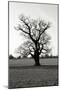 Wood Mount