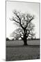 Wood Mount