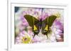 Teinopalpus imperilalis know as the emperor of India with green iridescence wings on Dahlia-Darrell Gulin-Framed Photographic Print