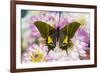 Teinopalpus imperilalis know as the emperor of India with green iridescence wings on Dahlia-Darrell Gulin-Framed Photographic Print