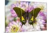 Teinopalpus imperilalis know as the emperor of India with green iridescence wings on Dahlia-Darrell Gulin-Mounted Photographic Print