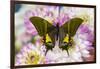 Teinopalpus imperilalis know as the emperor of India with green iridescence wings on Dahlia-Darrell Gulin-Framed Photographic Print