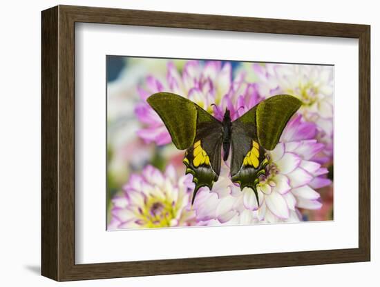 Teinopalpus imperilalis know as the emperor of India with green iridescence wings on Dahlia-Darrell Gulin-Framed Photographic Print