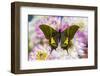 Teinopalpus imperilalis know as the emperor of India with green iridescence wings on Dahlia-Darrell Gulin-Framed Photographic Print