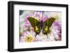 Teinopalpus imperilalis know as the emperor of India with green iridescence wings on Dahlia-Darrell Gulin-Framed Photographic Print