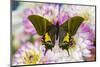 Teinopalpus imperilalis know as the emperor of India with green iridescence wings on Dahlia-Darrell Gulin-Mounted Photographic Print