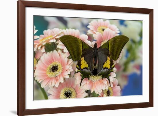 Teinopalpus imperilalis know as the emperor of India with green iridescence wings on pink Gerber Da-Darrell Gulin-Framed Photographic Print