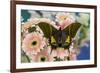 Teinopalpus imperilalis know as the emperor of India with green iridescence wings on pink Gerber Da-Darrell Gulin-Framed Photographic Print