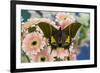 Teinopalpus imperilalis know as the emperor of India with green iridescence wings on pink Gerber Da-Darrell Gulin-Framed Photographic Print