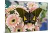 Teinopalpus imperilalis know as the emperor of India with green iridescence wings on pink Gerber Da-Darrell Gulin-Mounted Photographic Print
