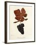 Teinturier Femelle Grape-J. Troncy-Framed Giclee Print