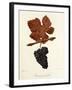 Teinturier Femelle Grape-J. Troncy-Framed Giclee Print