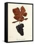 Teinturier Femelle Grape-J. Troncy-Framed Stretched Canvas