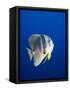 Teira Batfish at Manta Reef-Paul Souders-Framed Stretched Canvas