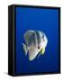 Teira Batfish at Manta Reef-Paul Souders-Framed Stretched Canvas