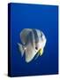 Teira Batfish at Manta Reef-Paul Souders-Stretched Canvas