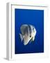 Teira Batfish at Manta Reef-Paul Souders-Framed Photographic Print