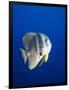 Teira Batfish at Manta Reef-Paul Souders-Framed Photographic Print