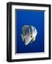 Teira Batfish at Manta Reef-Paul Souders-Framed Photographic Print