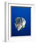 Teira Batfish at Manta Reef-Paul Souders-Framed Photographic Print