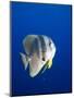 Teira Batfish at Manta Reef-Paul Souders-Mounted Photographic Print