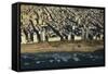 Tel Aviv from Above.-Stefano Amantini-Framed Stretched Canvas