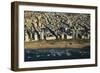 Tel Aviv from Above.-Stefano Amantini-Framed Photographic Print