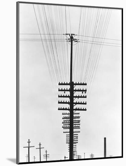Telegraph Wires, Mexico, 1925-Tina Modotti-Mounted Premium Giclee Print