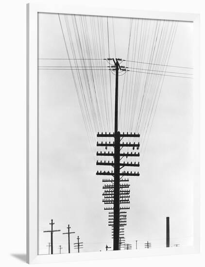 Telegraph Wires, Mexico, 1925-Tina Modotti-Framed Giclee Print