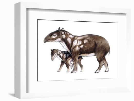 Teleoceras-null-Framed Photographic Print