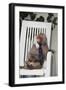 Telephoning Baboon-DLILLC-Framed Photographic Print