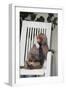 Telephoning Baboon-DLILLC-Framed Photographic Print
