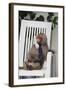 Telephoning Baboon-DLILLC-Framed Photographic Print