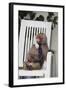 Telephoning Baboon-DLILLC-Framed Photographic Print