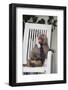 Telephoning Baboon-DLILLC-Framed Photographic Print