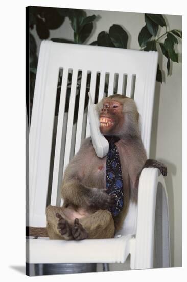 Telephoning Baboon-DLILLC-Stretched Canvas