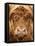 Telephoto View of the Face of a Highland Cow-Yorkman-Framed Stretched Canvas