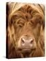 Telephoto View of the Face of a Highland Cow-Yorkman-Stretched Canvas