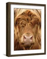 Telephoto View of the Face of a Highland Cow-Yorkman-Framed Photographic Print