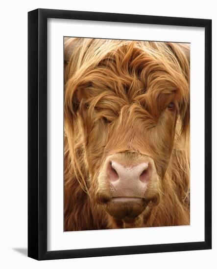 Telephoto View of the Face of a Highland Cow-Yorkman-Framed Photographic Print