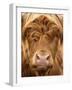 Telephoto View of the Face of a Highland Cow-Yorkman-Framed Photographic Print