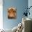 Telephoto View of the Face of a Highland Cow-Yorkman-Stretched Canvas displayed on a wall