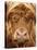 Telephoto View of the Face of a Highland Cow-Yorkman-Stretched Canvas