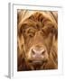 Telephoto View of the Face of a Highland Cow-Yorkman-Framed Photographic Print