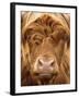 Telephoto View of the Face of a Highland Cow-Yorkman-Framed Photographic Print